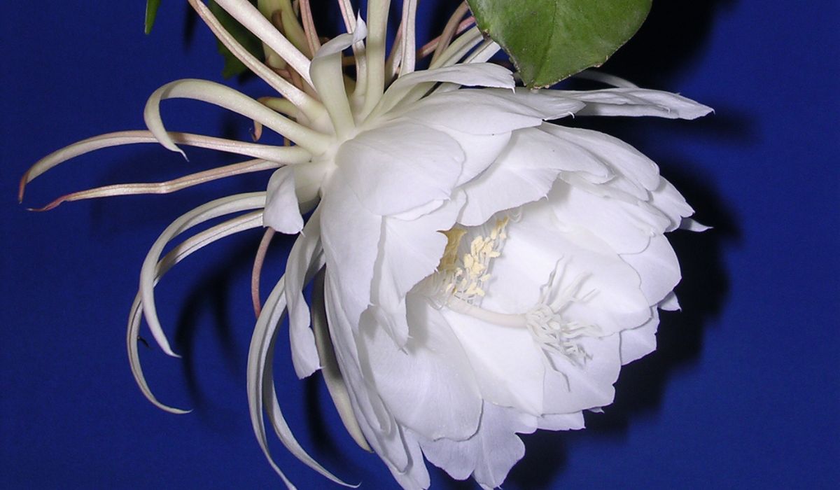 The Rare Flower That Blooms Once A Year At Midnight
